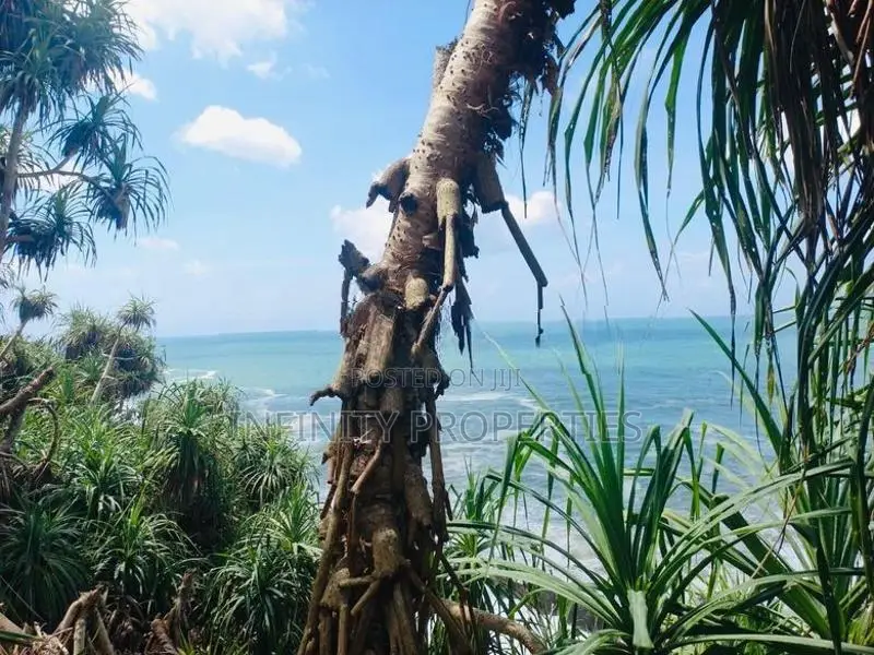 (AFA275) Beach Facing 240 Perch Land Sale At Mawella Dickwella