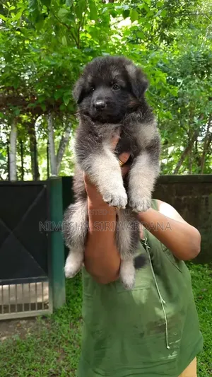 0-1 month Male Purebred German Shepherd