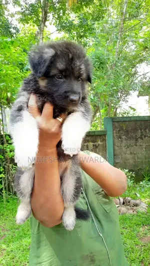 0-1 month Male Purebred German Shepherd