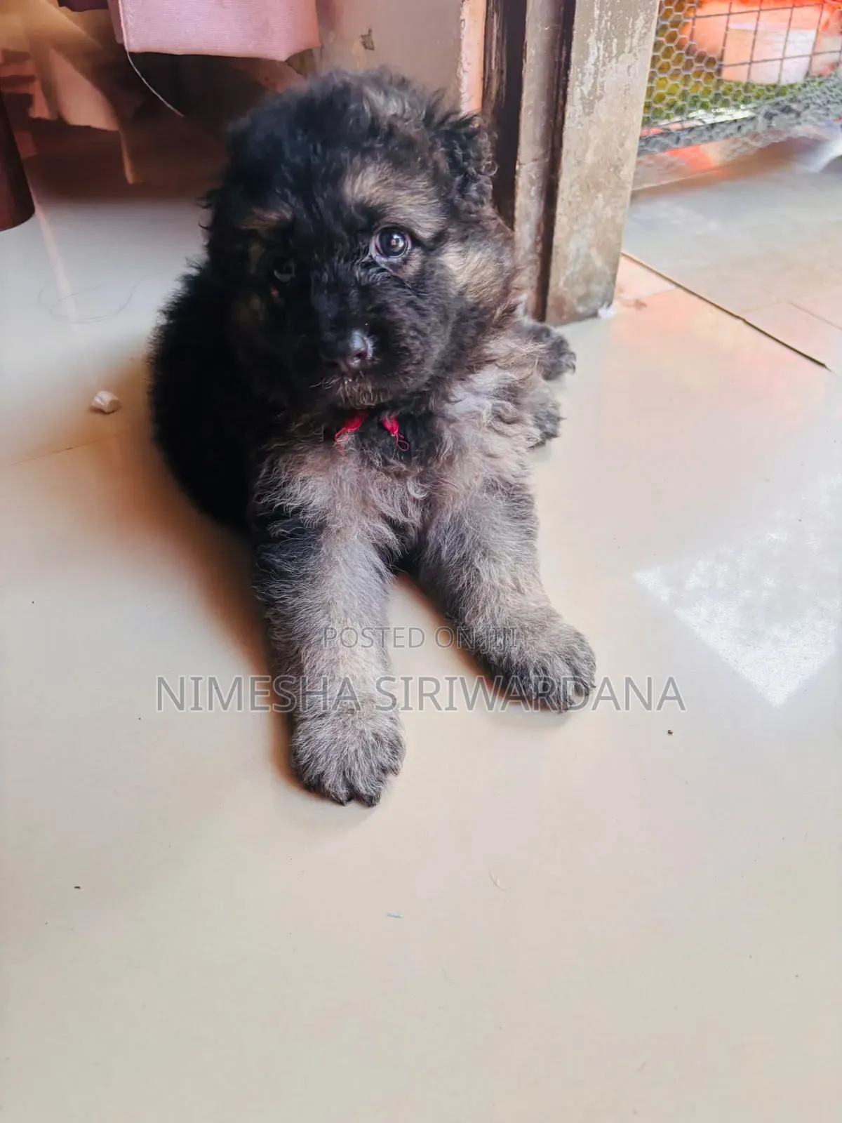 0-1 month Male Purebred German Shepherd