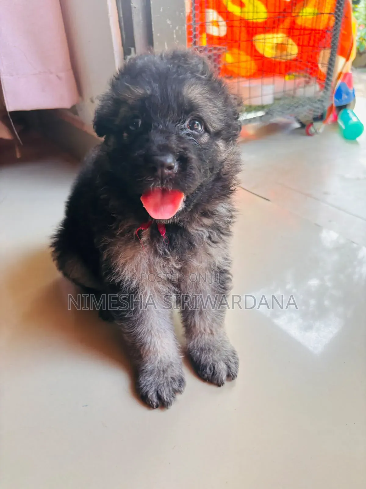 0-1 month Male Purebred German Shepherd