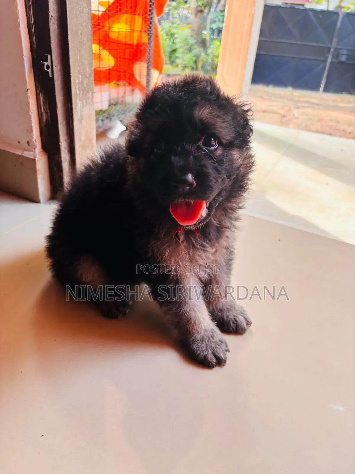 0-1 month Male Purebred German Shepherd