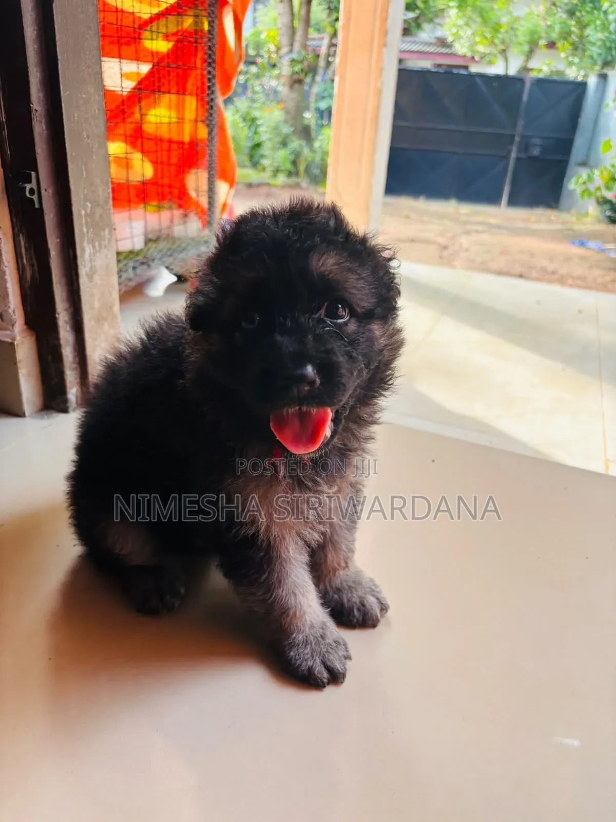 0-1 month Male Purebred German Shepherd