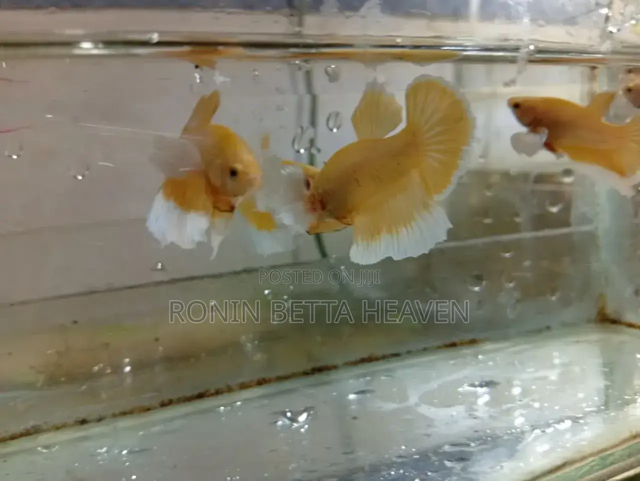 Golden Dumbo Ear Breeding Pair