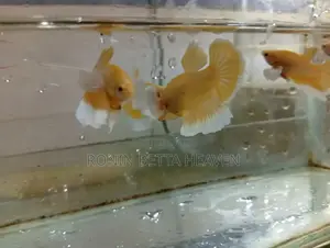 Golden Dumbo Ear Breeding Pair