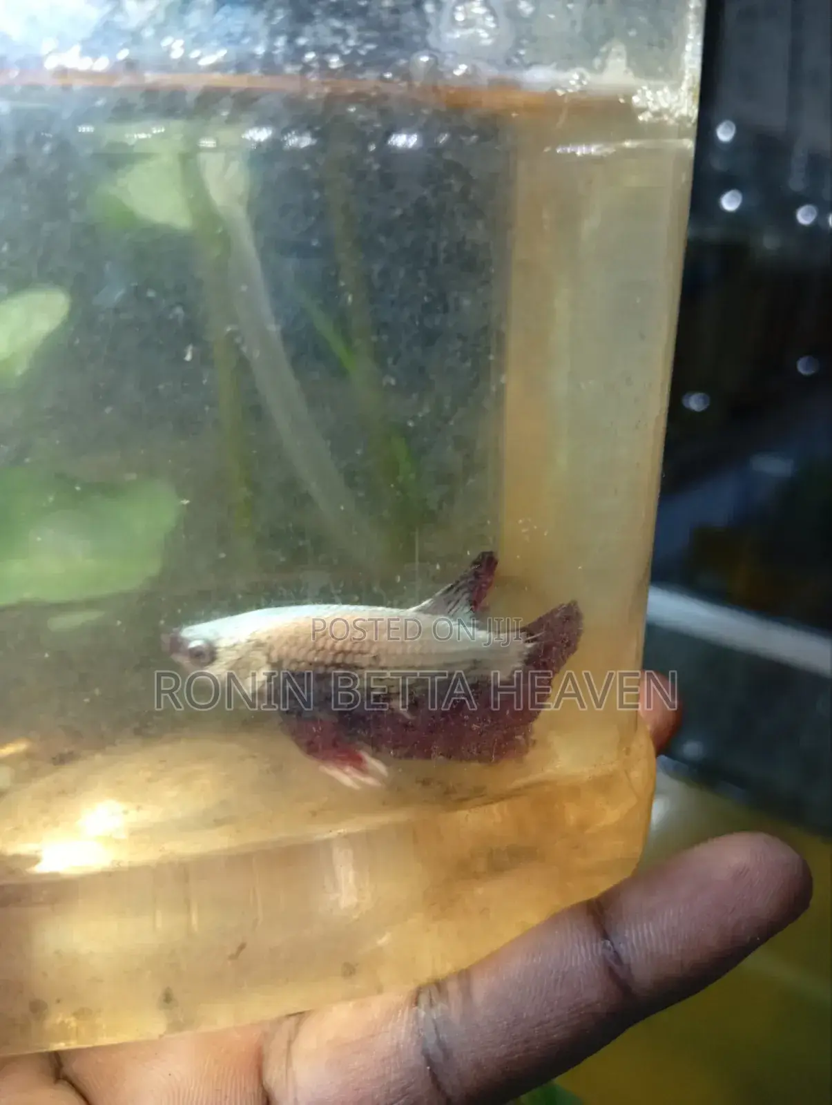 Golden Dumbo Ear Breeding Pair