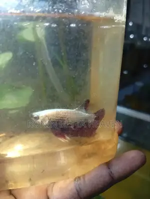 Golden Dumbo Ear Breeding Pair