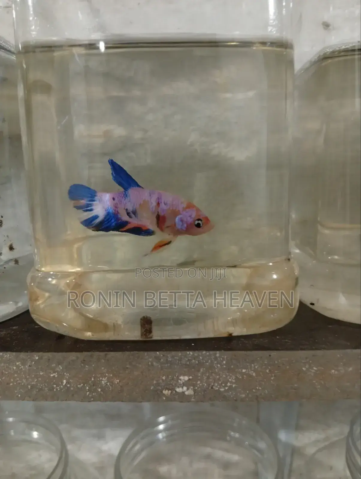 Golden Dumbo Ear Breeding Pair
