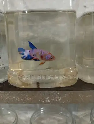 Golden Dumbo Ear Breeding Pair