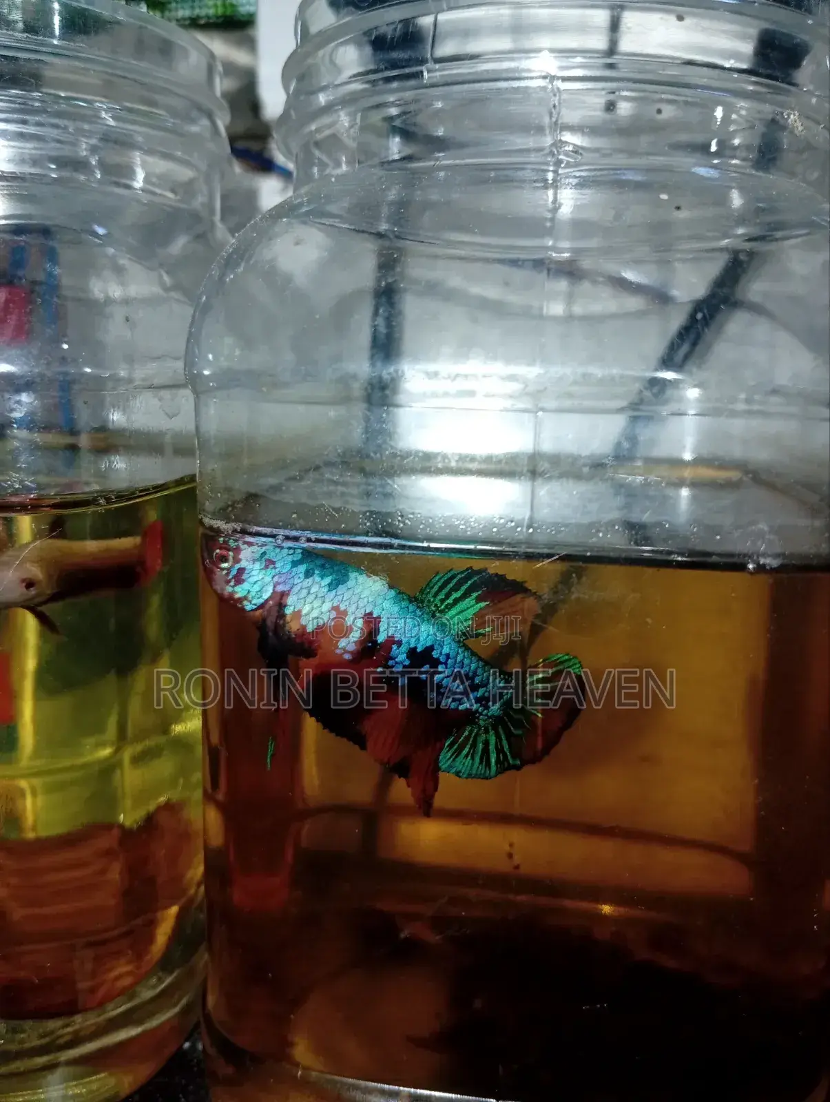 Golden Dumbo Ear Breeding Pair