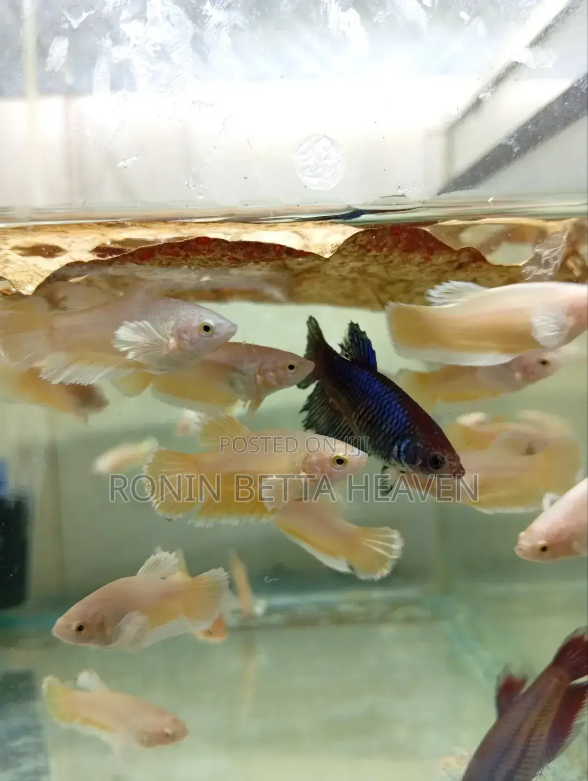 Golden Dumbo Ear Breeding Pair