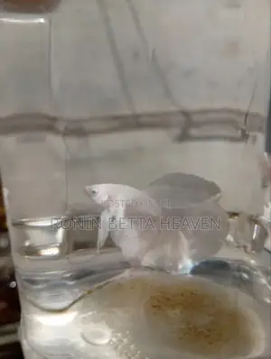 ෆයිටර් මසුන් (Betta Fish)