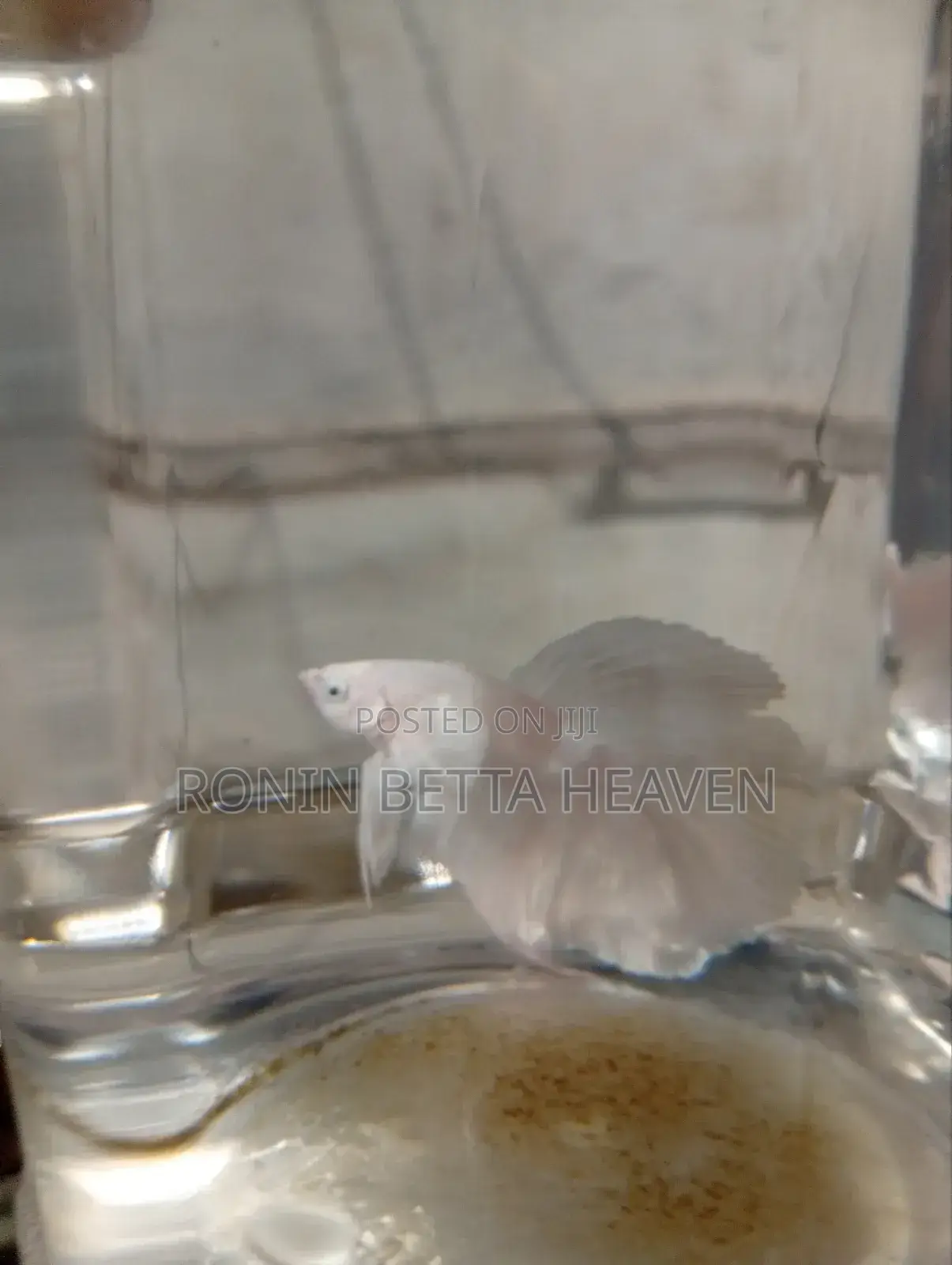 ෆයිටර් මසුන් (Betta Fish)