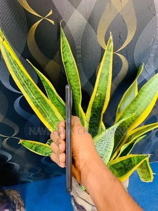 Xiaomi Redmi 9A (Used)