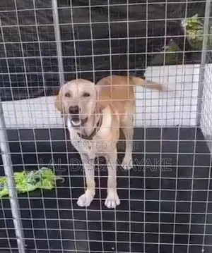 6-12 months Male Purebred Labrador Retriever