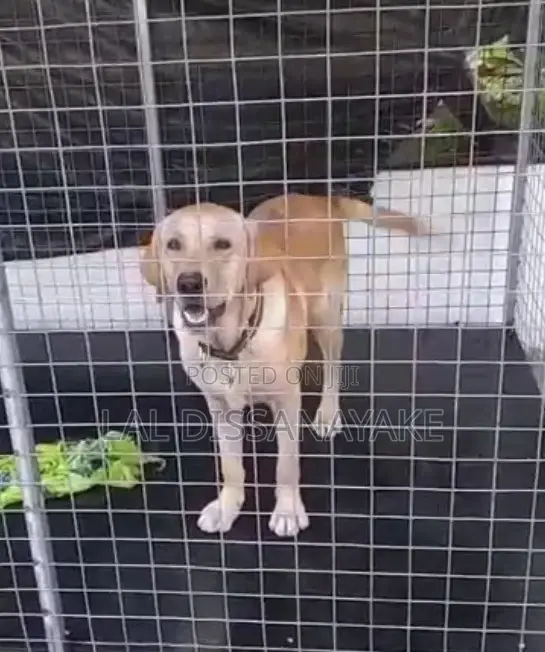 6-12 months Male Purebred Labrador Retriever