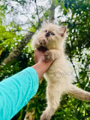 1-3 months Female Purebred Himalayan