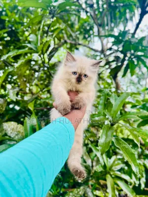1-3 months Female Purebred Himalayan