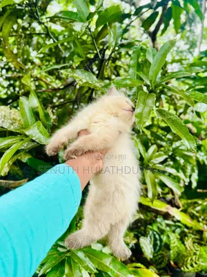 1-3 months Female Purebred Himalayan
