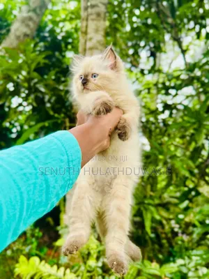 1-3 months Female Purebred Himalayan