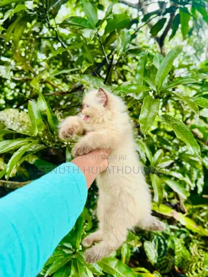 1-3 months Female Purebred Himalayan