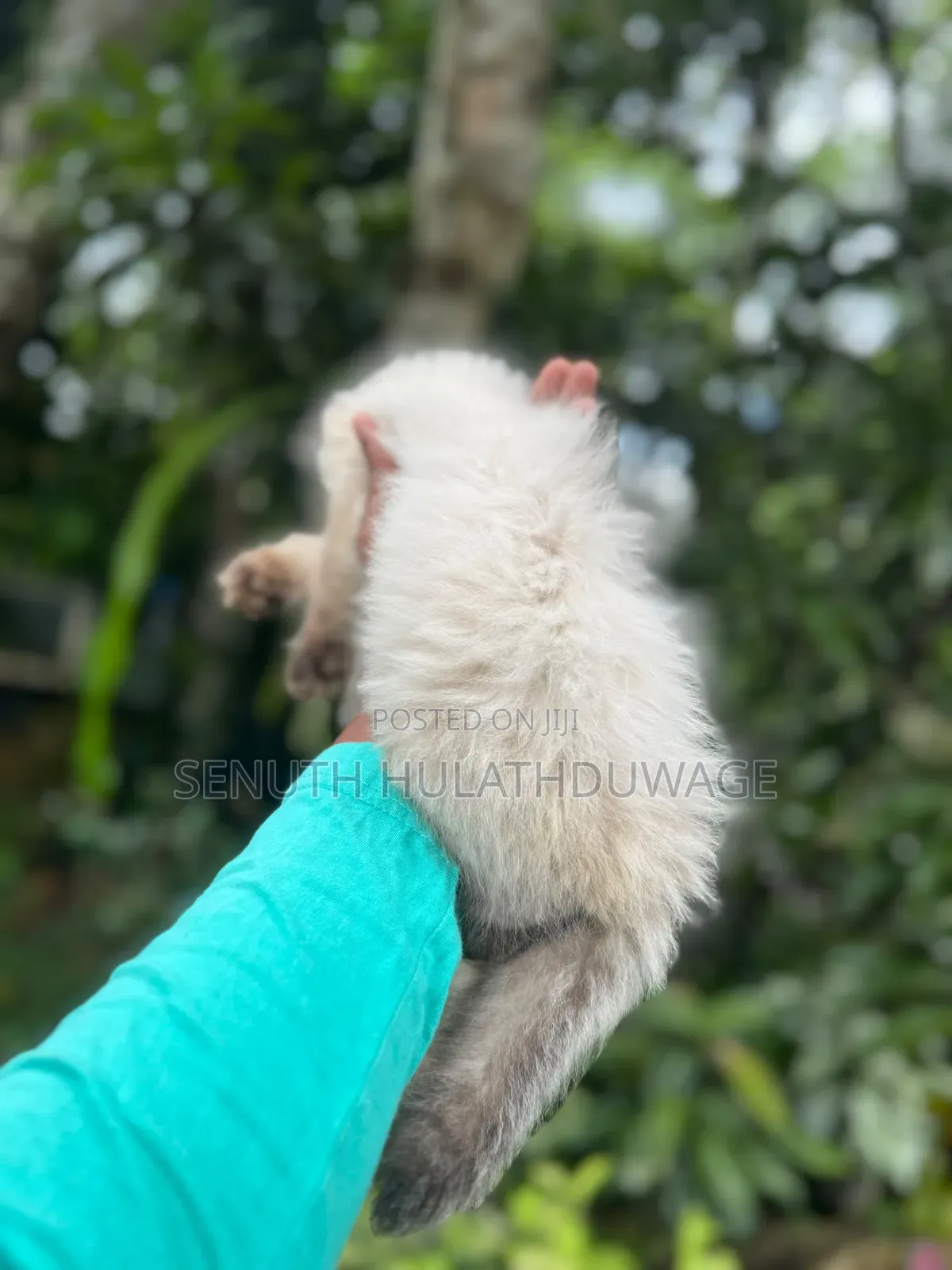 1-3 months Female Purebred Himalayan