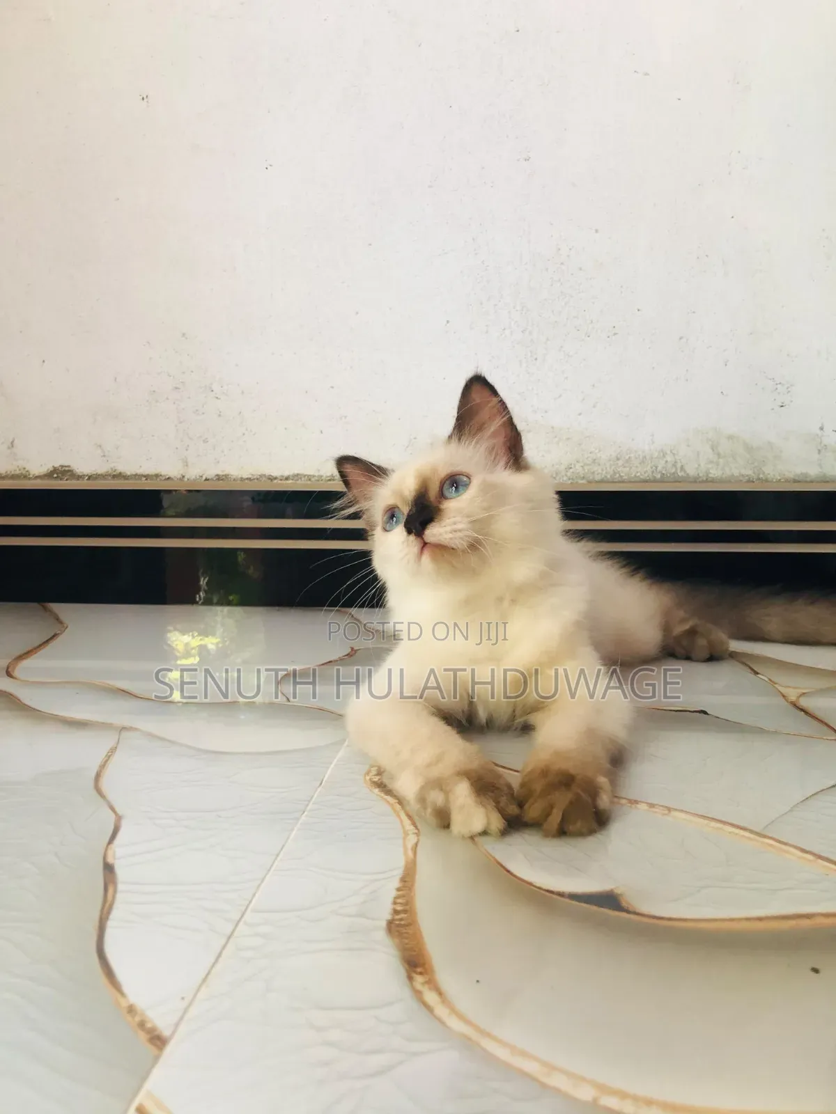 1-3 months Male Purebred Persian