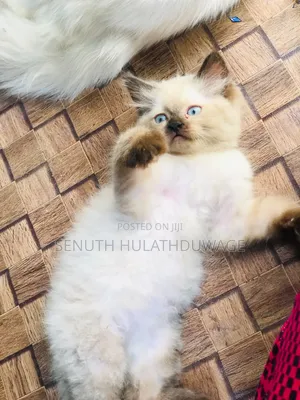1-3 months Male Purebred Persian