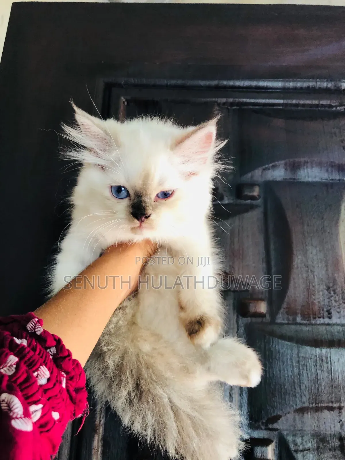 1-3 months Male Purebred Persian