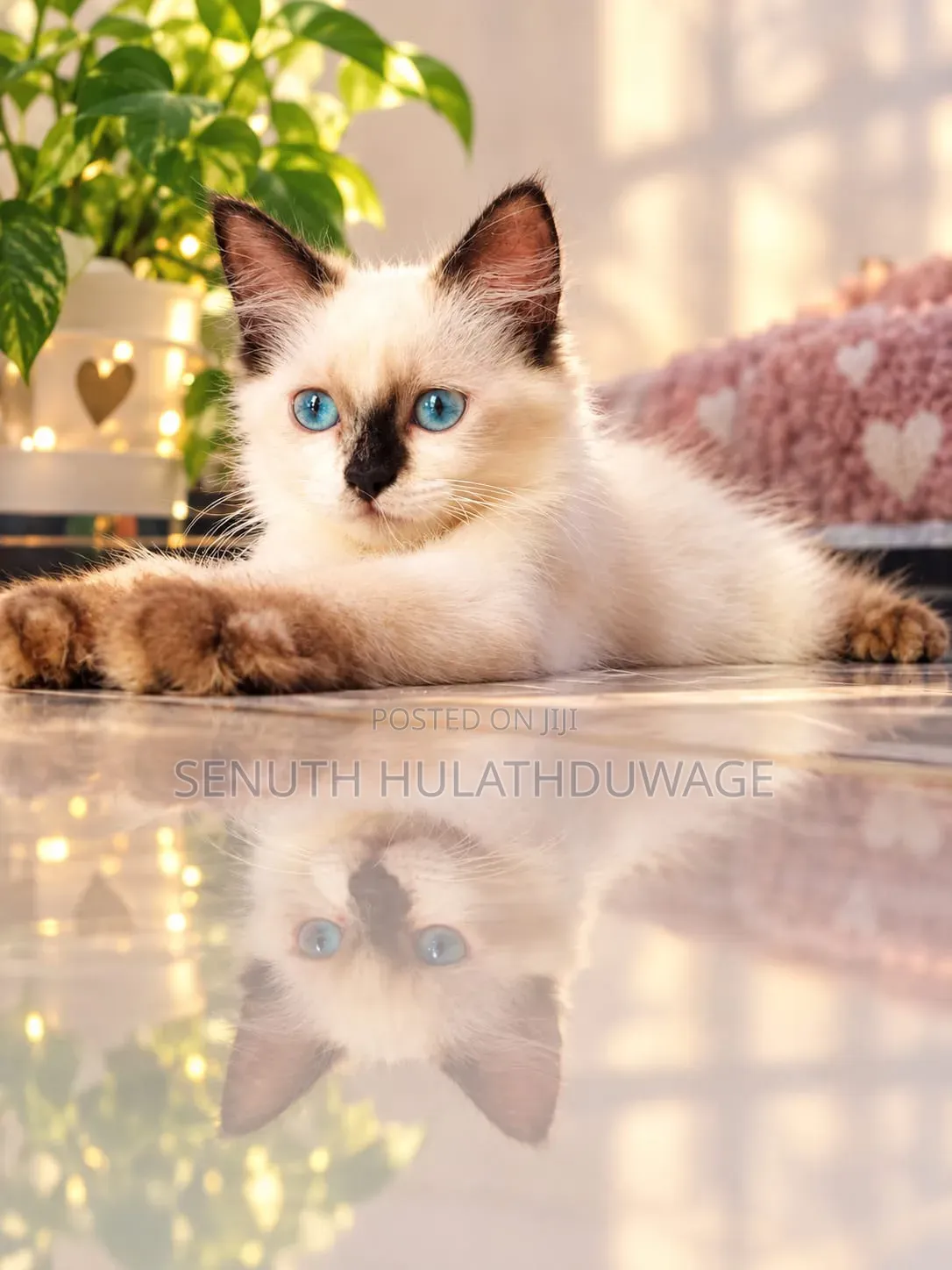 1-3 months Male Purebred Persian
