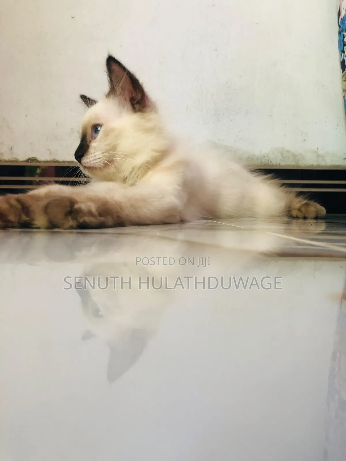 1-3 months Male Purebred Persian