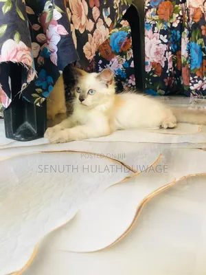 1-3 months Male Purebred Persian