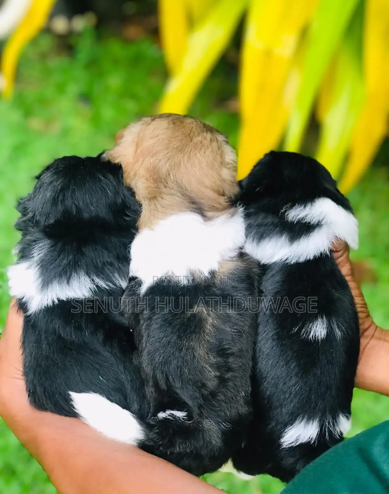 1-3 months Male Purebred Shih Tzu