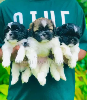 1-3 months Male Purebred Shih Tzu
