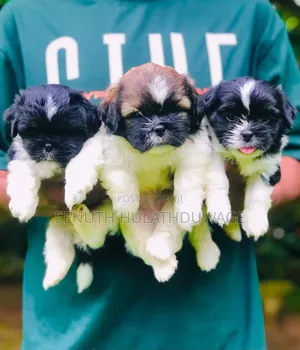 1-3 months Male Purebred Shih Tzu