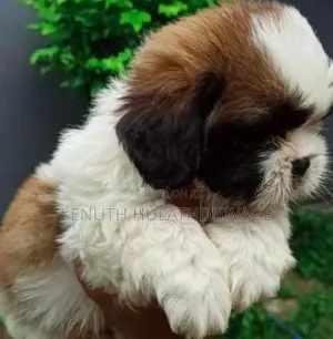 0-1 month Male Purebred Shih Tzu