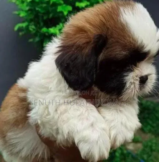 0-1 month Male Purebred Shih Tzu