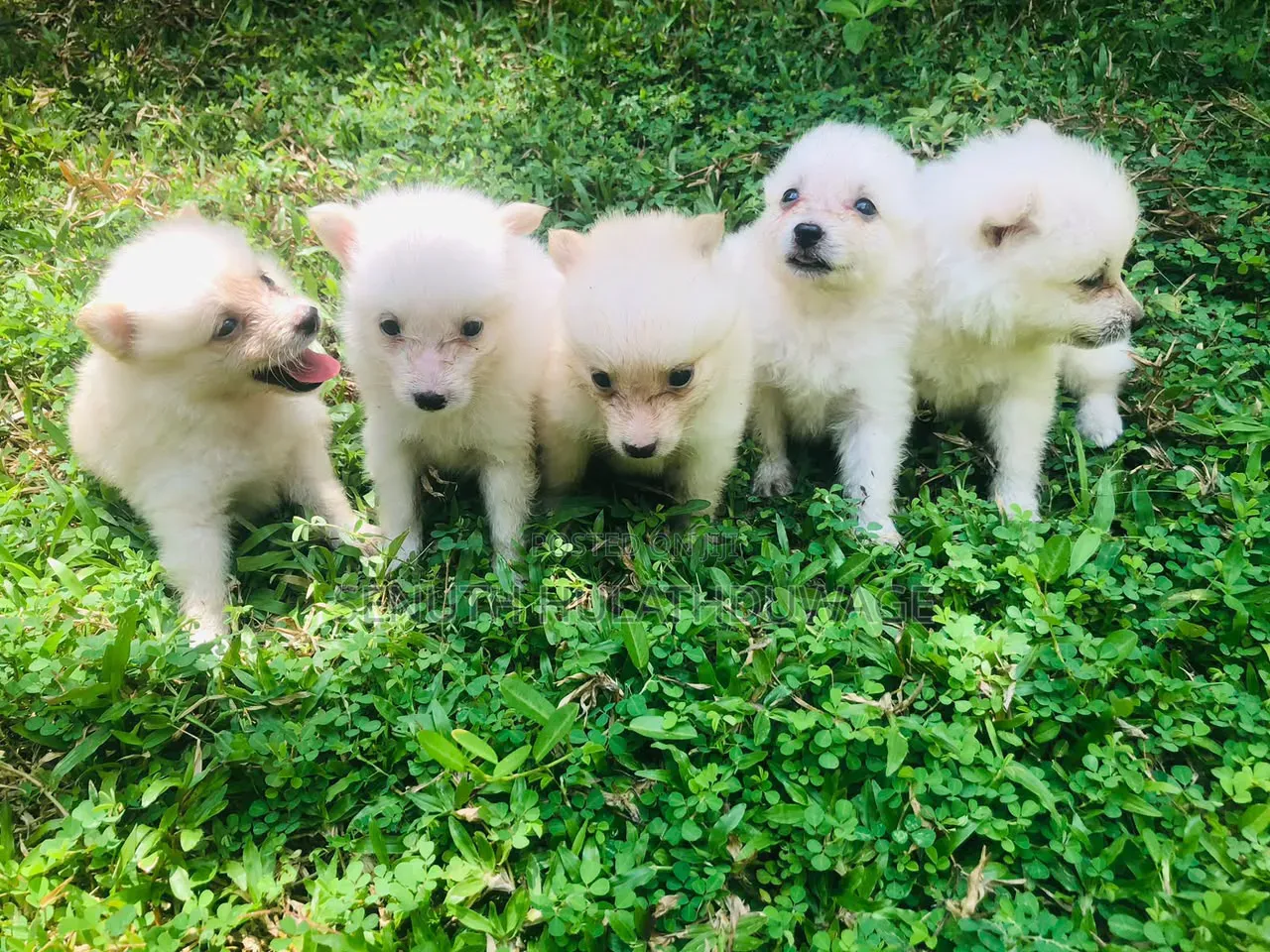 0-1 month Male Purebred Pomeranian