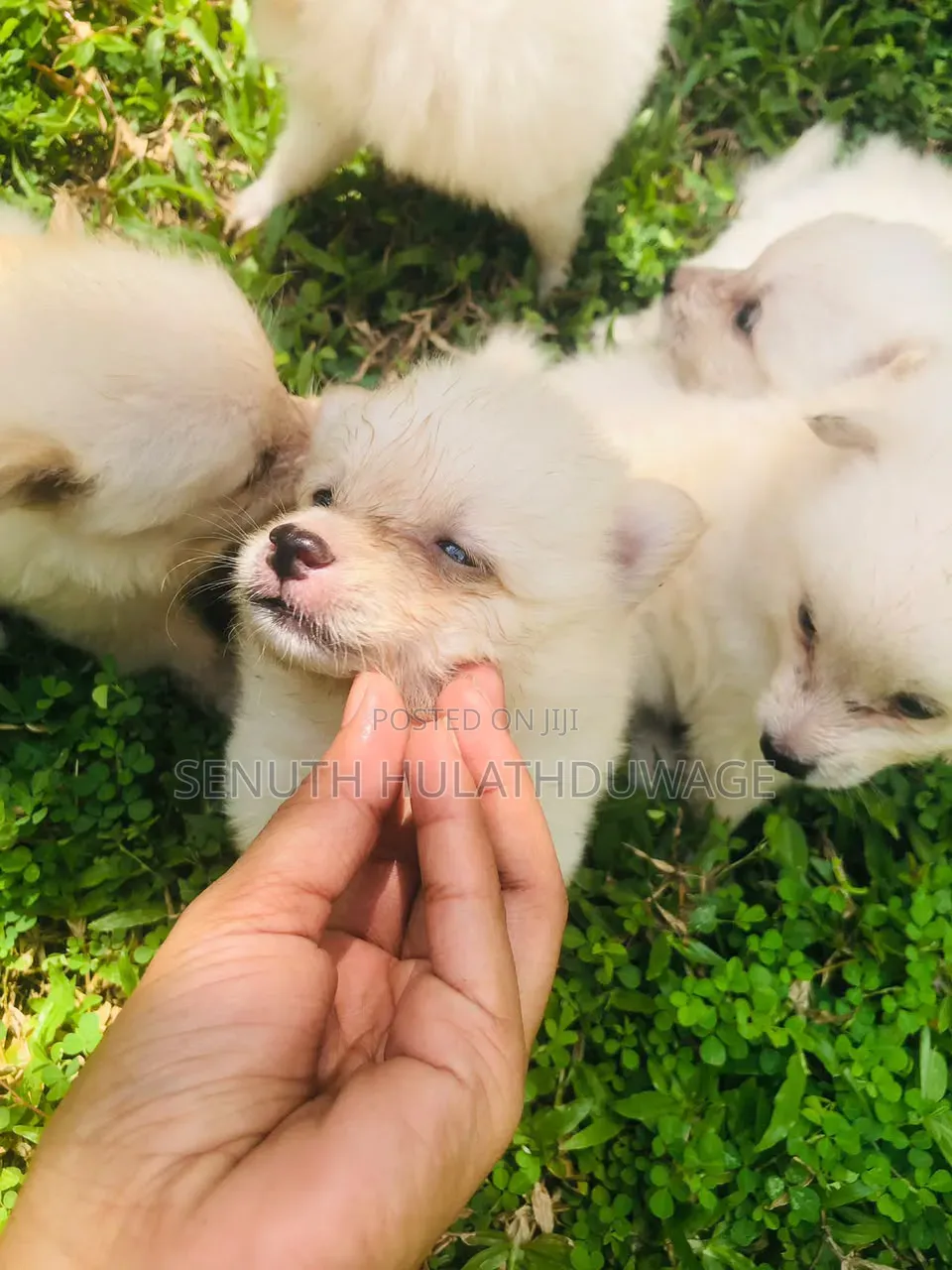 0-1 month Male Purebred Pomeranian