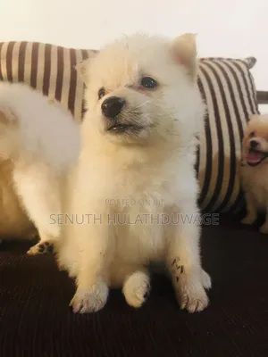 0-1 month Male Purebred Pomeranian