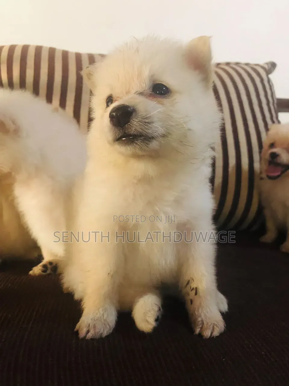 0-1 month Male Purebred Pomeranian