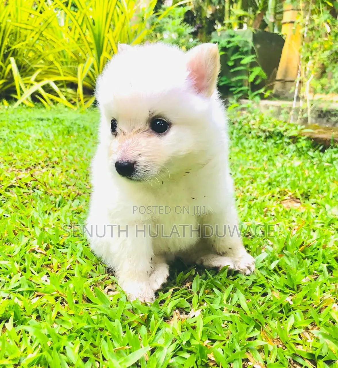 0-1 month Male Purebred Pomeranian