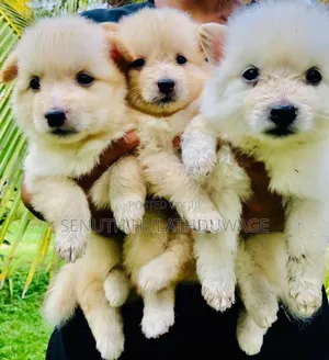 0-1 month Male Purebred Pomeranian