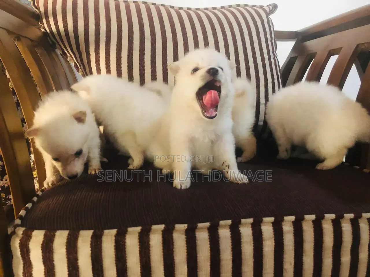 0-1 month Male Purebred Pomeranian