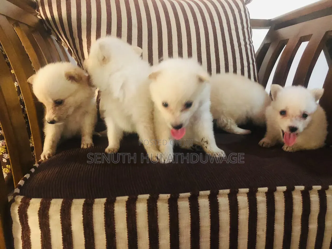 0-1 month Male Purebred Pomeranian
