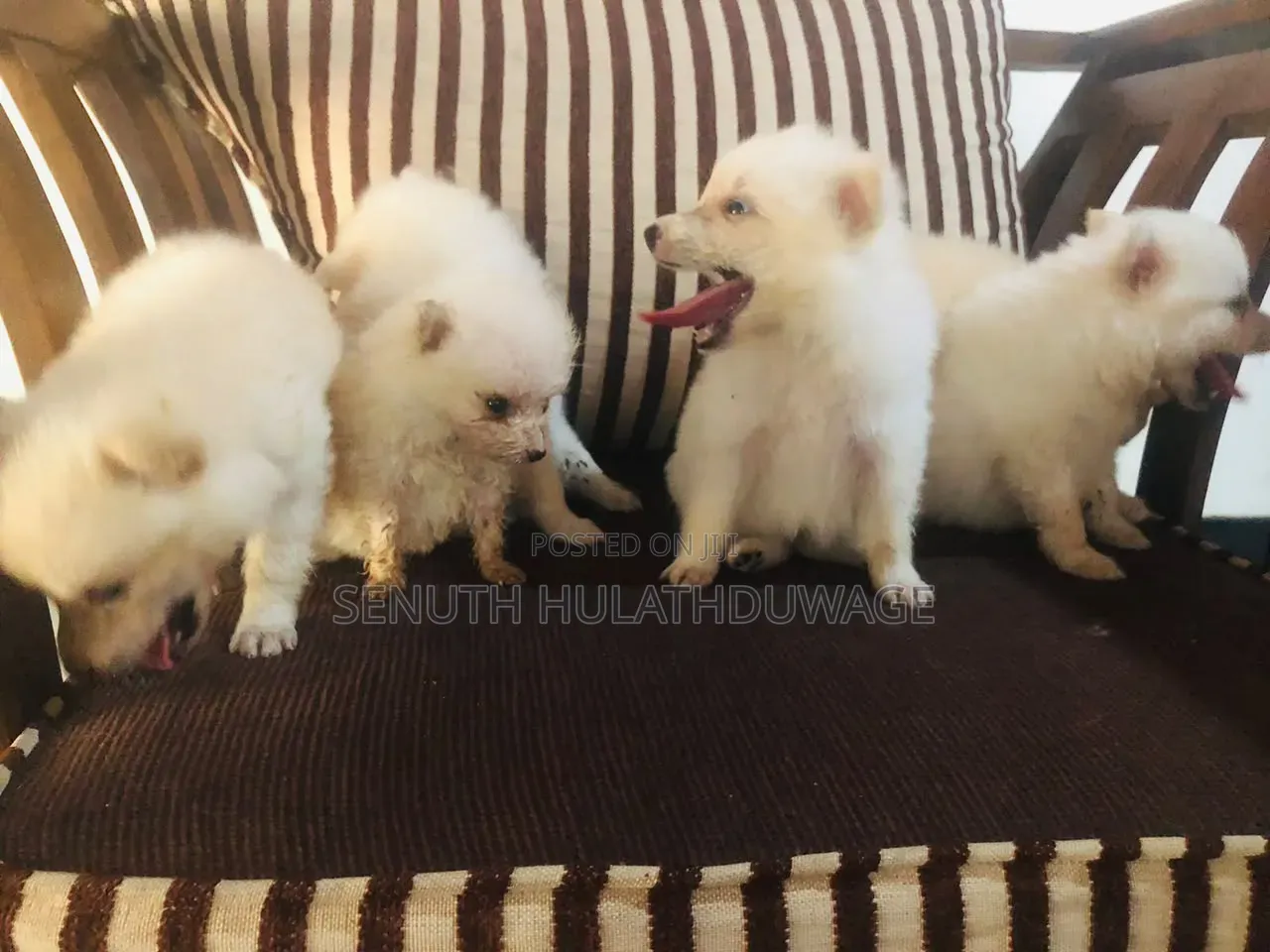 0-1 month Male Purebred Pomeranian
