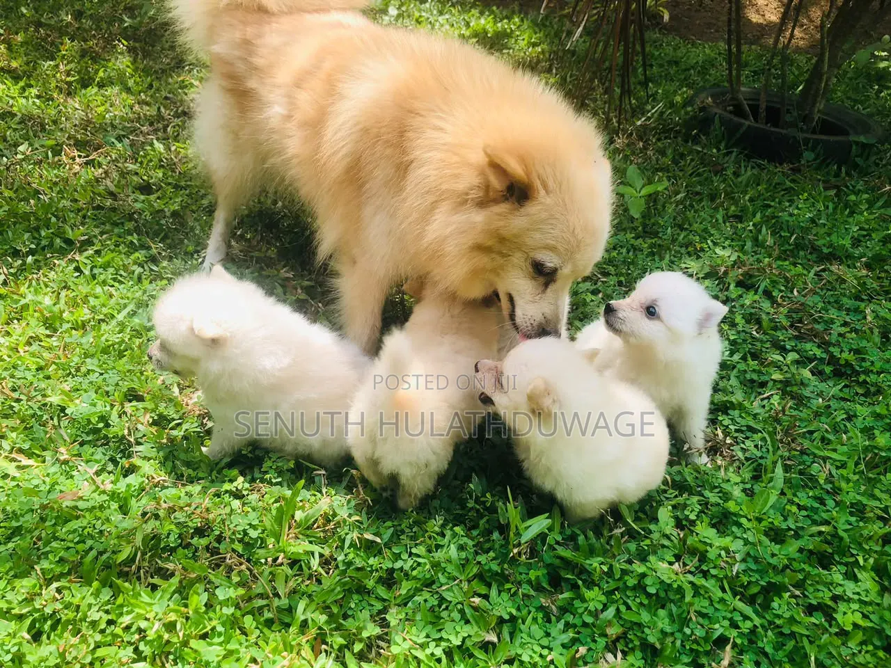 0-1 month Male Purebred Pomeranian