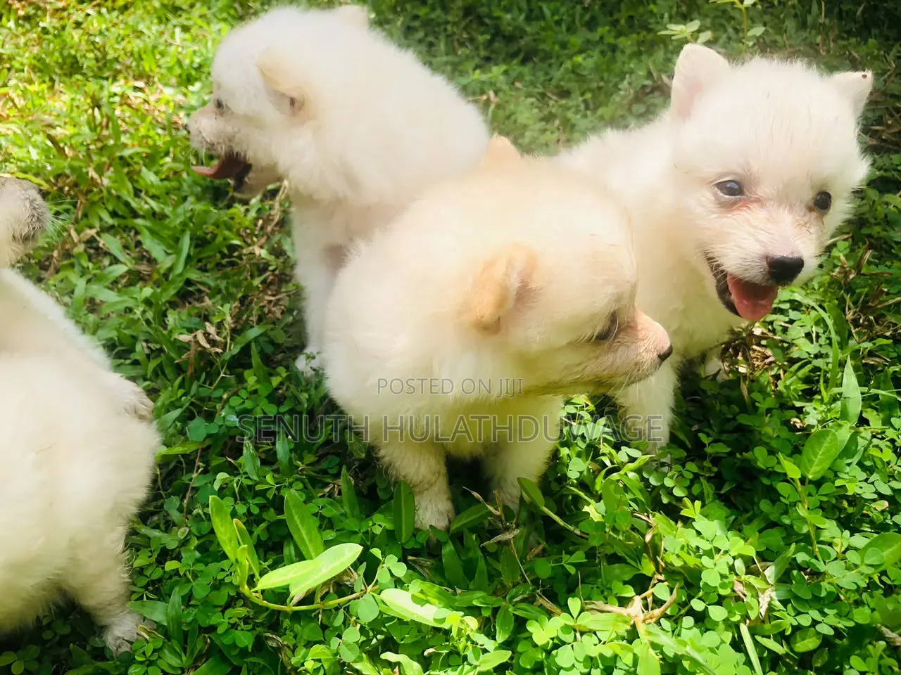 0-1 month Male Purebred Pomeranian