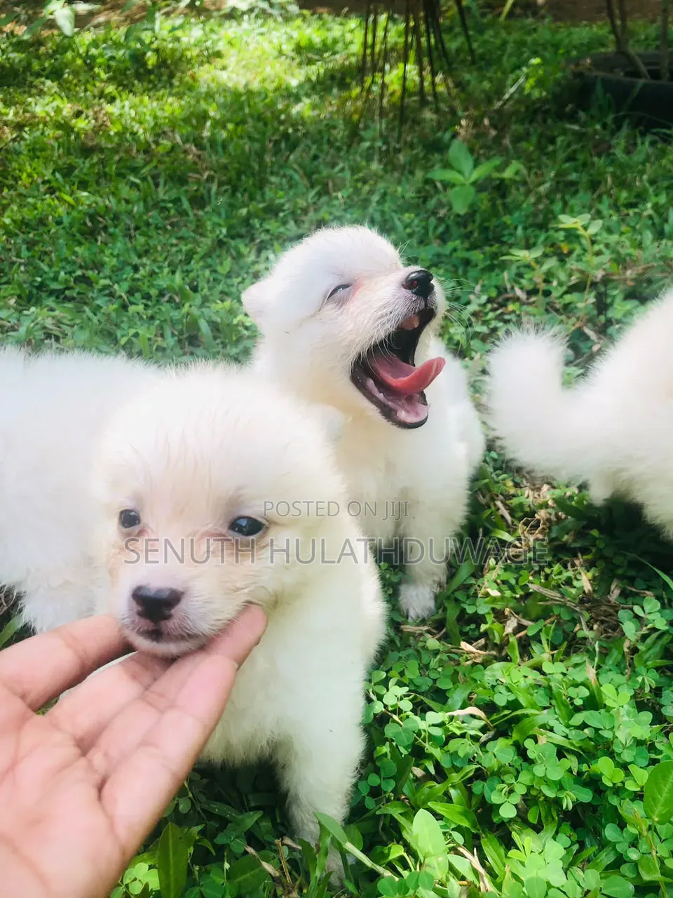 0-1 month Male Purebred Pomeranian