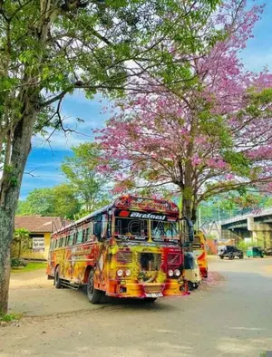 Ashok-Leyland Leyland 2011 Bus (Used)
